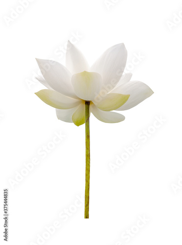 White Lotus flower isolated on white background. File contains with clipping path so easy to work.