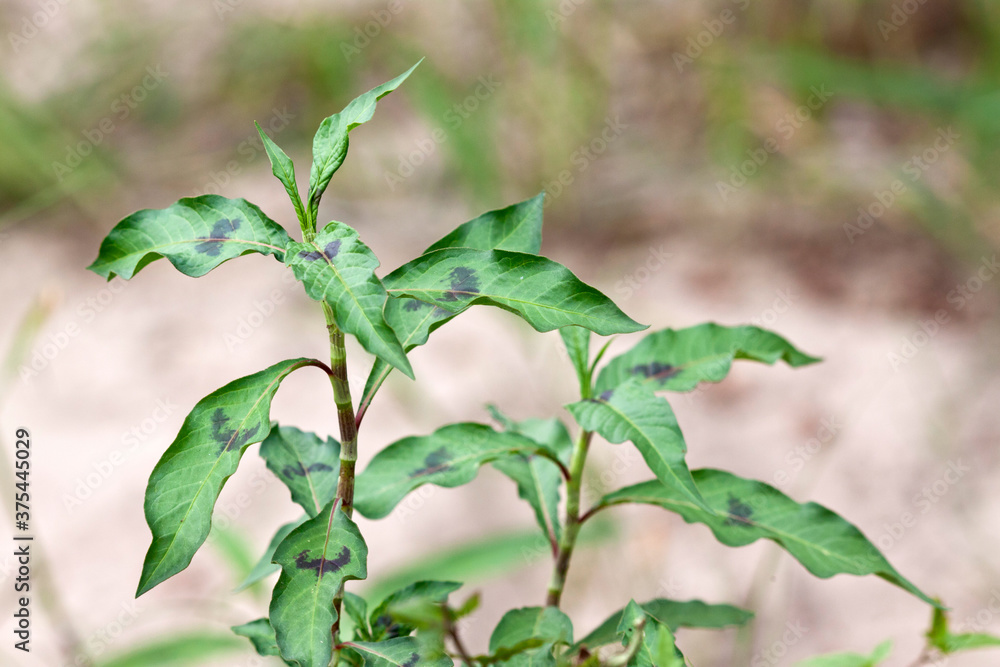 closeup of wild green plants, has medicinal value, north China closeup of wild green plants, has medicinal value, north China