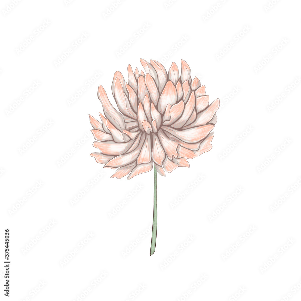 clover nursery art decor element, forest flowers decoration clover nursery art decor element, forest flowers decoration