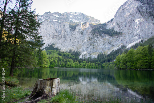 tree stump in lake in mountain view