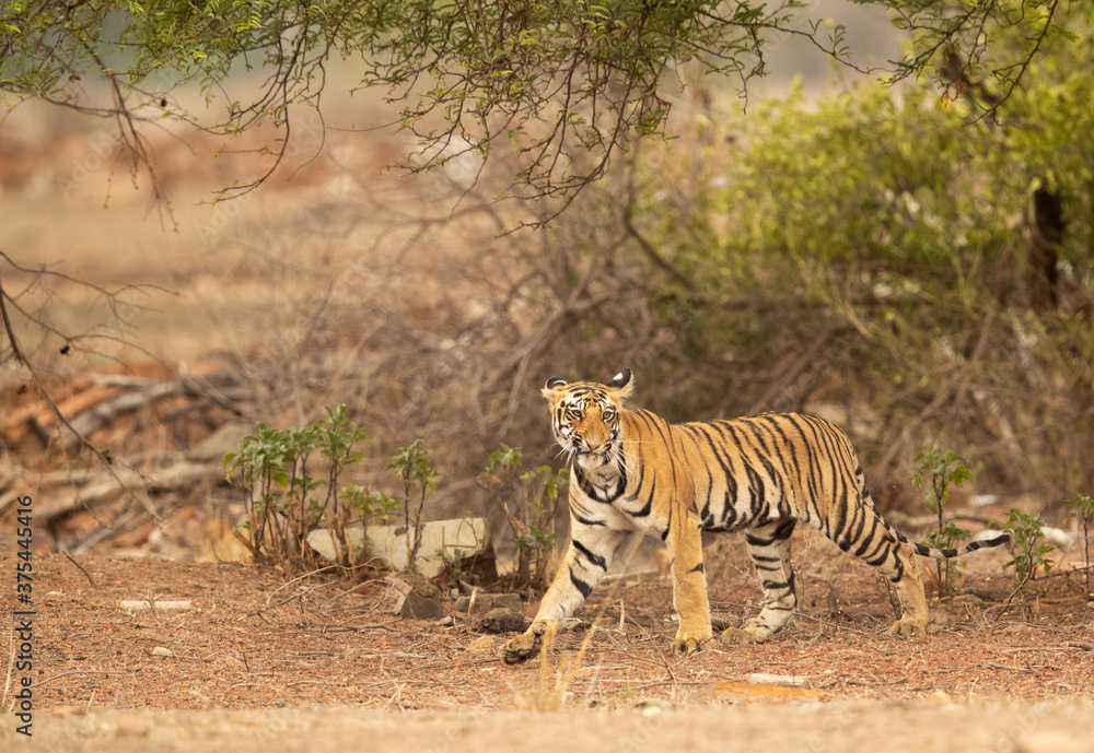Fototapeta premium Tigress Choti Tara cub walking away from a tree, Tadoba Andhari Tiger Reserve, India