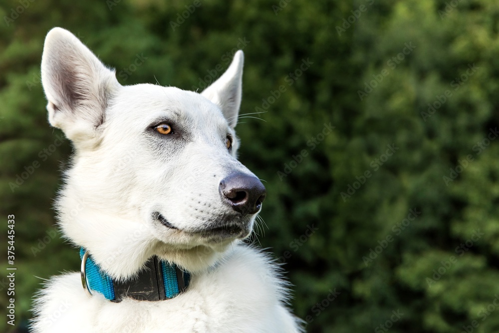 White swiss shepherd dog portrait, close up outdoors in the nature. swiss shepherd resting