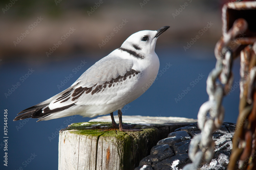 The black-legged kittiwake (Rissa tridactyla) is a seabird species in the gull family Laridae. The black-legged kittiwake (Rissa tridactyla) is a seabird species in the gull family Laridae.