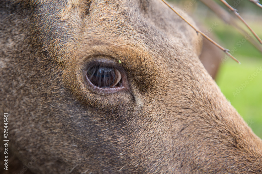Closeup portrait of funny curious head of a moose or Eurasian elk with big brown eyes and nose Closeup portrait of funny curious head of a moose or Eurasian elk with big brown eyes and nose