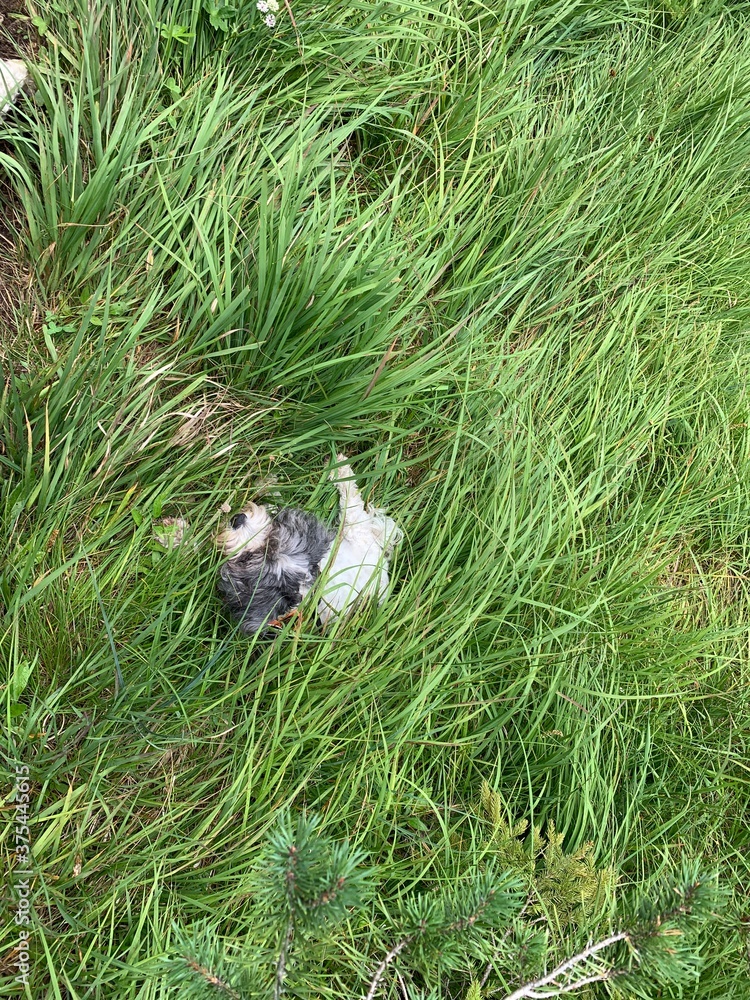 Obraz premium hund im gras