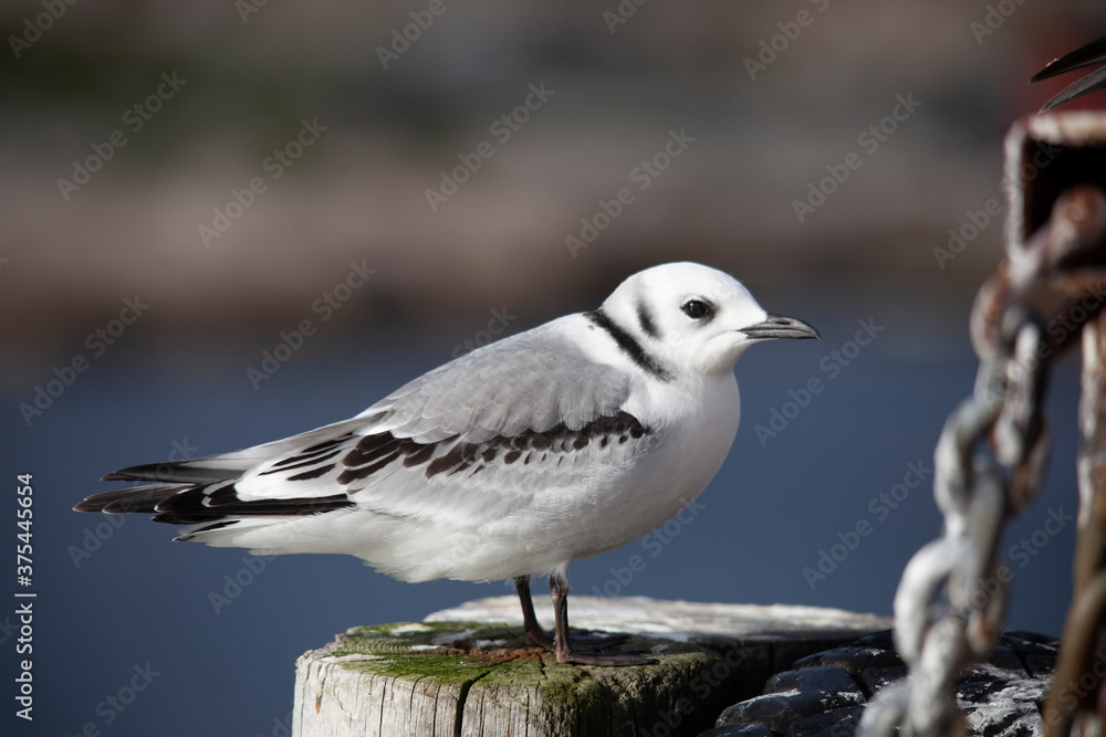 The black-legged kittiwake (Rissa tridactyla) is a seabird species in the gull family Laridae. The black-legged kittiwake (Rissa tridactyla) is a seabird species in the gull family Laridae.