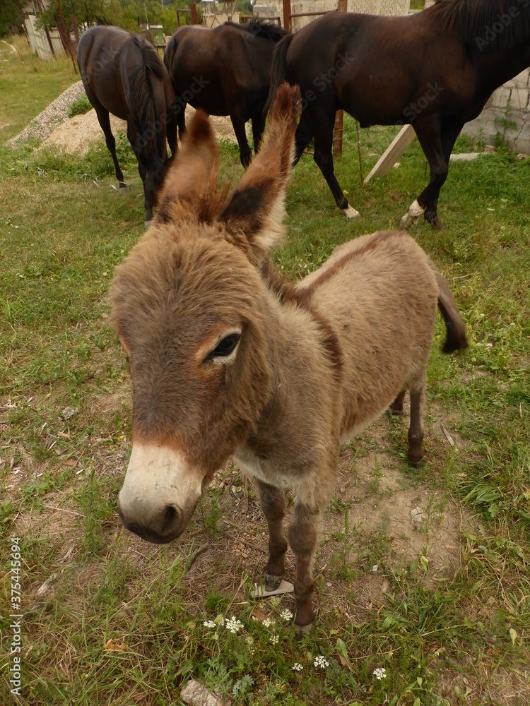 A small donkey, a donkey and young horses. A small donkey, a donkey and young horses.