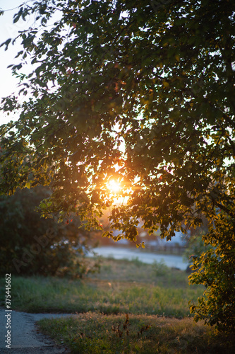 autumn apple tree in the rays of the setting sun. autumn apple tree at sunset