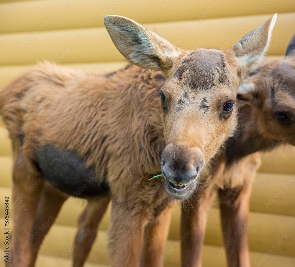 Closeup portrait of funny curious head of a moose or Eurasian elk with big brown eyes and nose Closeup portrait of funny curious head of a moose or Eurasian elk with big brown eyes and nose