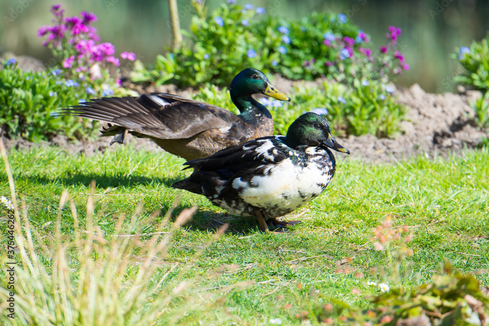 Ente Ente