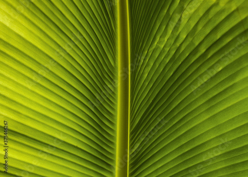 macro green banana leaf 