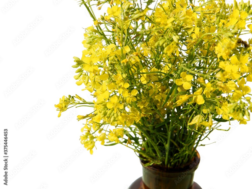 posy of yellow wuld flowers from meadow close up