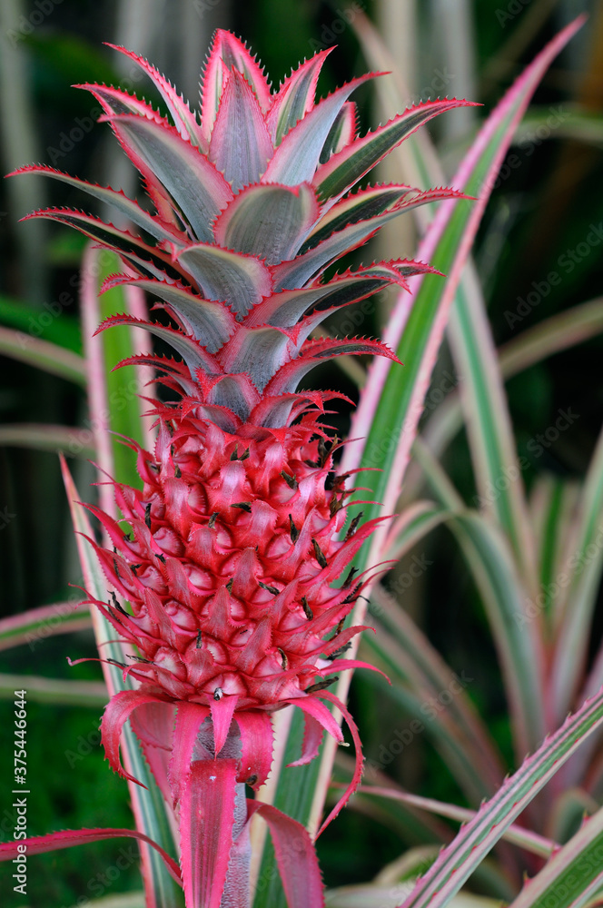 Red Ornamental variegated Pineapple fruit Red Ornamental variegated Pineapple fruit