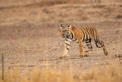 Closeup of Tigress Choti Tara cub  Tadoba Andhari Tiger Reserve  India