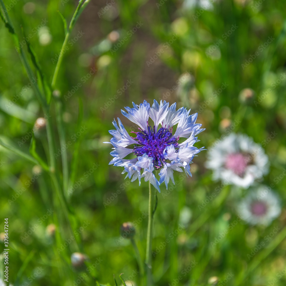White-blue cornflower with a blue center close-up. White-blue cornflower with a blue center close-up.