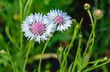 Close-up of a white cornflower with a pink center.