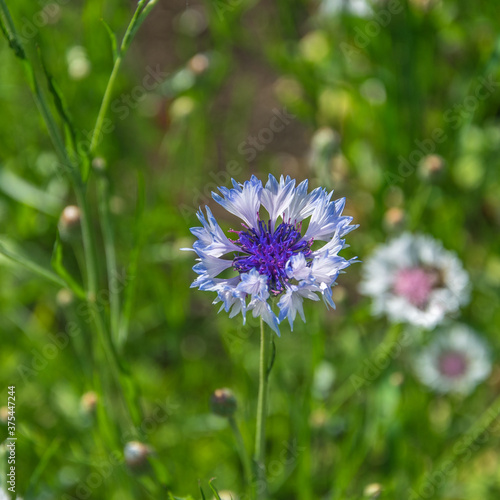 White-blue cornflower with a blue center close-up.