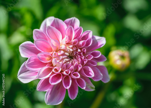 Delicate pink dahlia flower close-up on a green natural background.