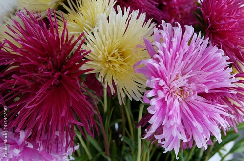 pretty multicolor asters flowers from a garden close up
