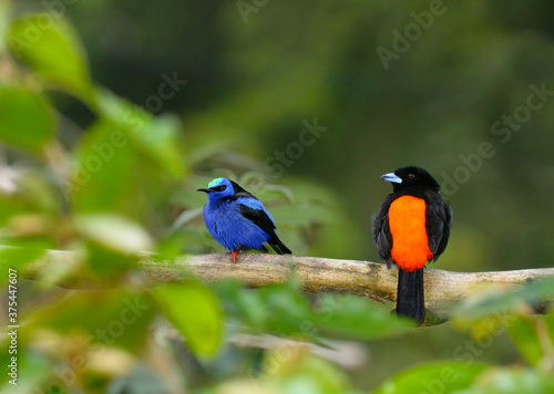 Red Legged Honeycreeper and Male Cherries Tanager perched on a branch in Costa Rica © Reimar