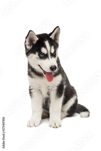 Cute siberian husky puppy is sitting on white background isolated. Interesting playful little puppy of serbian husky with blue eyes