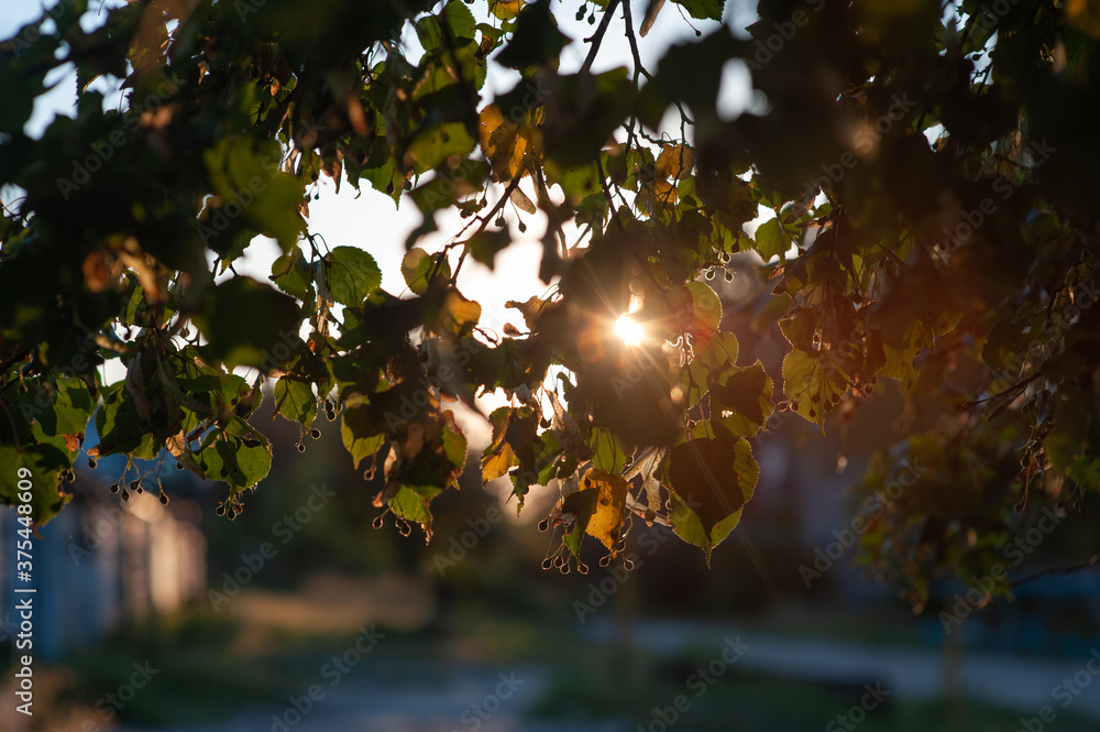 linden tree branches at sunset in the sun linden tree branches at sunset in the sun