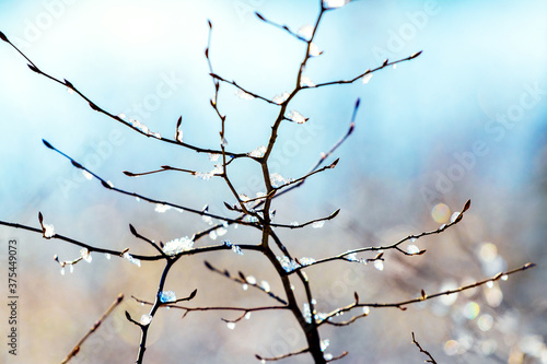 Ice covered tree branch on a blurred background in sunny weather