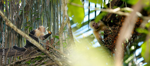 Photography Capuchin monkeys feeding on date palm fruit in Osa Peninsula Costa Rica