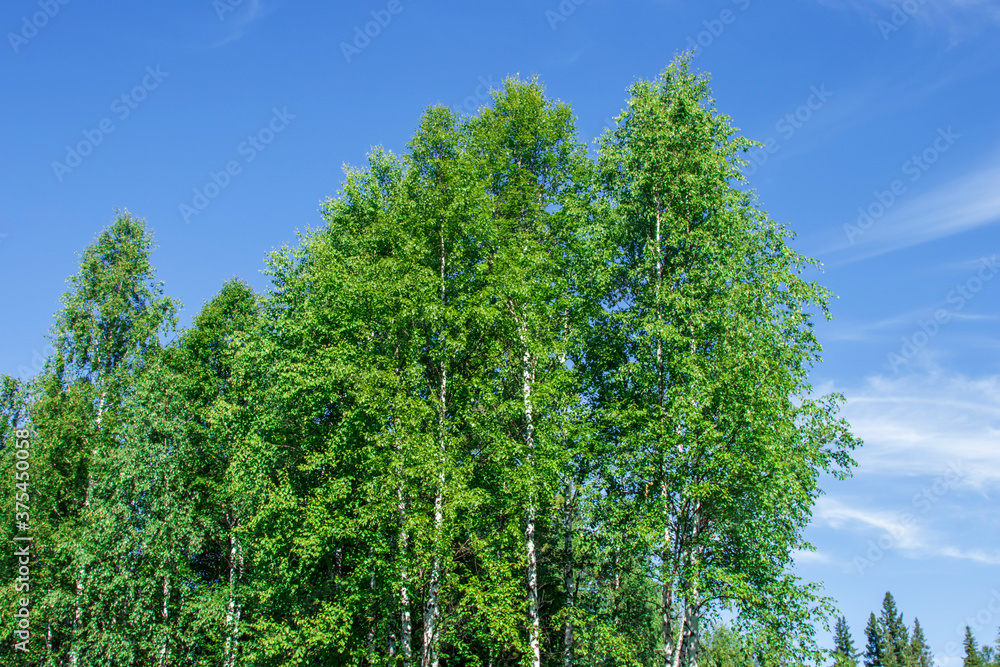 View of green birch trees with sky and clouds. Nature