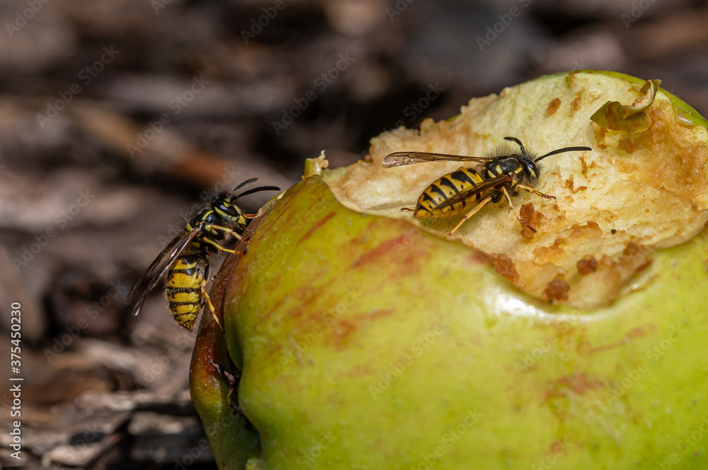 Spring Wasp Early spring, wasps collect protein rich foods such as insects to feed ...
