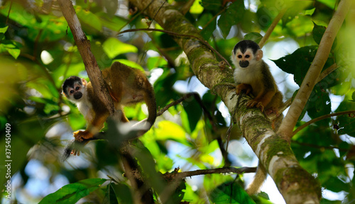 Common squirrel monkeys resting and grooming in rainforest trees Costa Rica