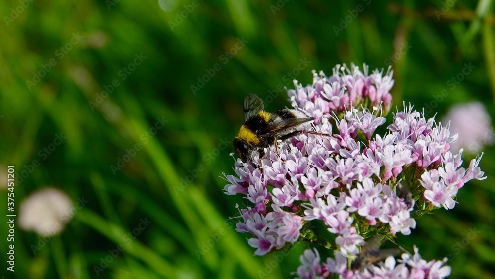 Hummel auf einer Alpenblume auf der Suche nach Nektar Hummel auf einer Alpenblume auf der Suche nach Nektar