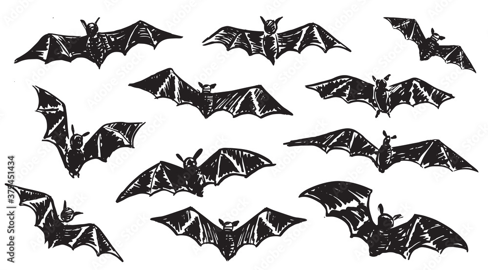 Bat sketch. Hand drawn illustration. Bat sketch. Hand drawn illustration.
