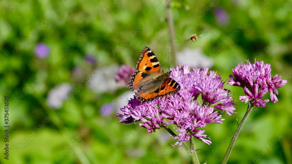 Falter, Schmetterling auf einer Alpenblume im Hochgebirge Falter, Schmetterling auf einer Alpenblume im Hochgebirge