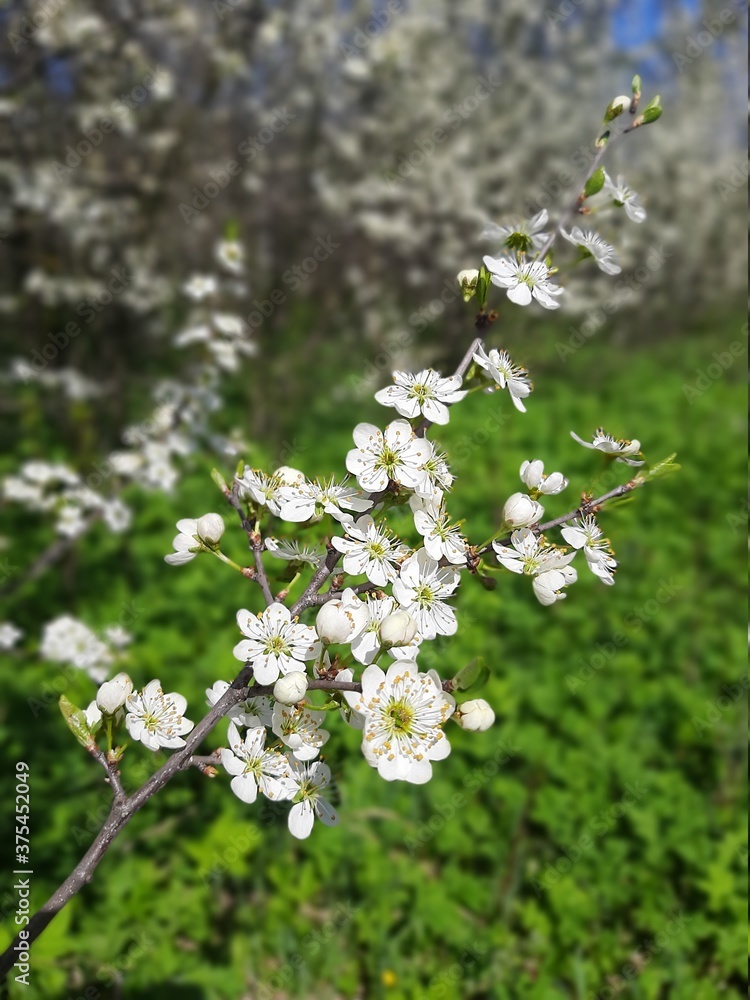 Obraz premium white cherry blossom