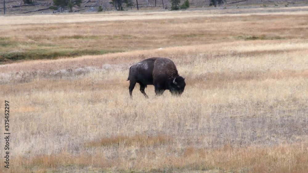 A Bison grazing in dry grass at Yellowstone National Park. Camera follows the animal. A Bison grazing in dry grass at Yellowstone National Park. Camera follows the animal.