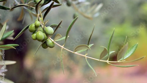 Aceitunas en las ramas del olivo en septiembre