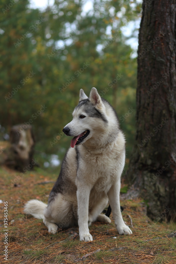 A girl with a husky walks in the forest.