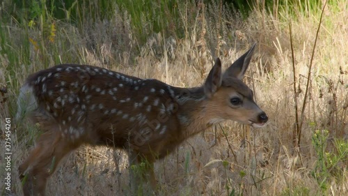 A Mule Deer fawn exploring dried grasses. Camera handheld.