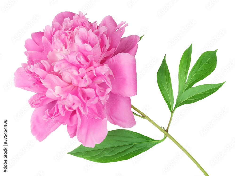 Pink peony flower isolated on white background Pink peony flower isolated on white background