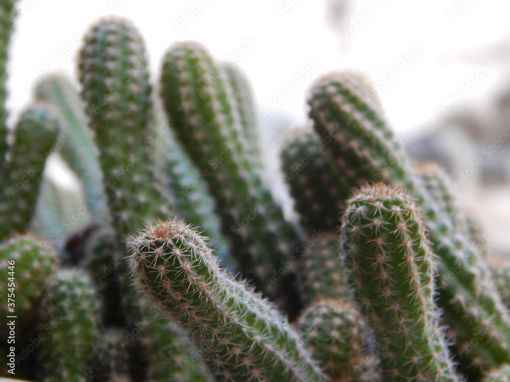 cactus cactus