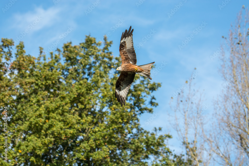 Fototapeta premium Rotmilan