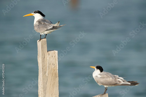 Greater Crested Terns perched on wooden log at Busaiteen coast,  Bahrain © Dr Ajay Kumar Singh