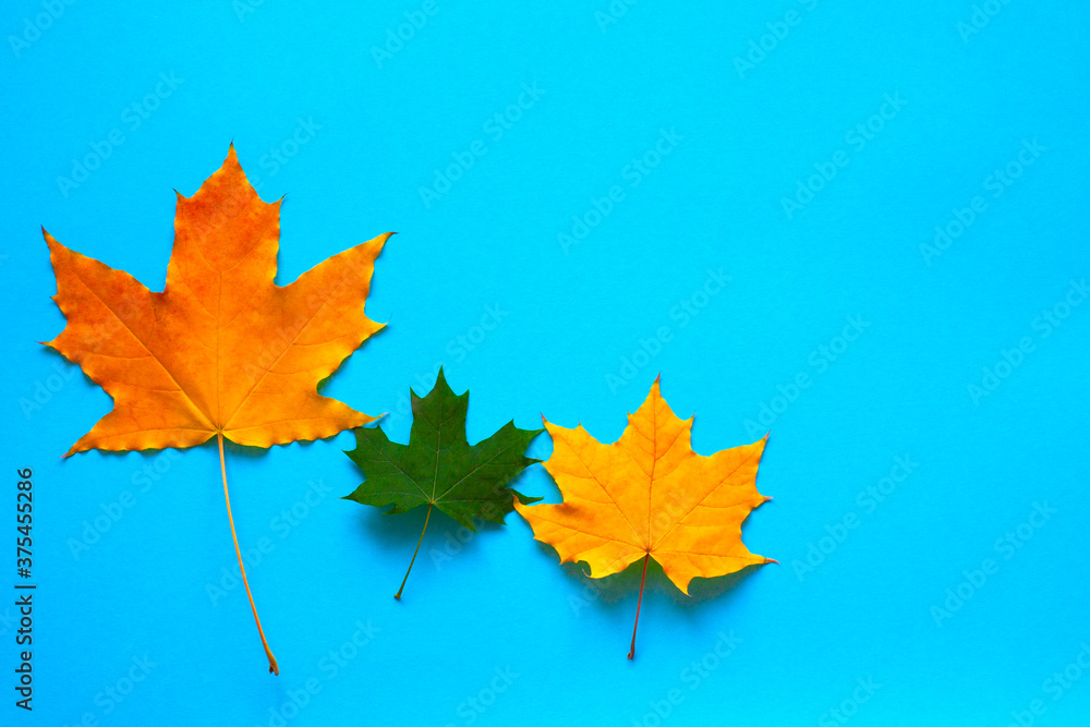 Autumn composition made of fallen leaves on a blue background. Autumn, change of seasons, family concept. Flat lay, top view, copy space. Autumn composition made of fallen leaves on a blue background. Autumn, change of seasons, family concept. Flat lay, top view, copy space.