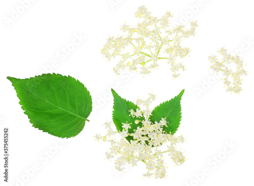 Elder berrie flowers isolated on white background photo