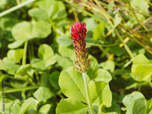 Magnifique trèfle incarnat ou trèfle farouche (Trifolium incarnatum) aux fleurs rouge vif et feuillage vert foncé et soyeux sur tige peu ramifiée