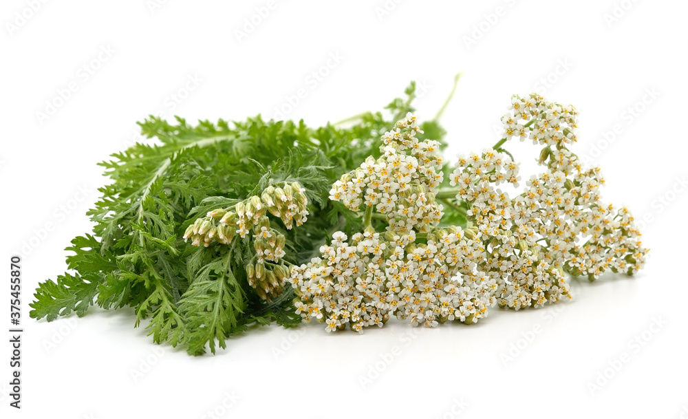 White yarrow flower and leaves. White yarrow flower and leaves.