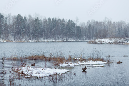 Late autumn landscape. Cold gray water, ducks, dry grass, first snow in the foreground and silhouettes of trees in the background. Autumn mood.
