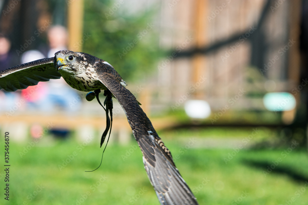 Wanderfalke Wanderfalke
