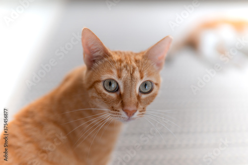 Primer plano. Cara de gato atigrado de color marron con ojos verdes